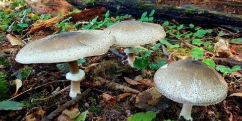 Šareni šampinjoni: opis i fotografija